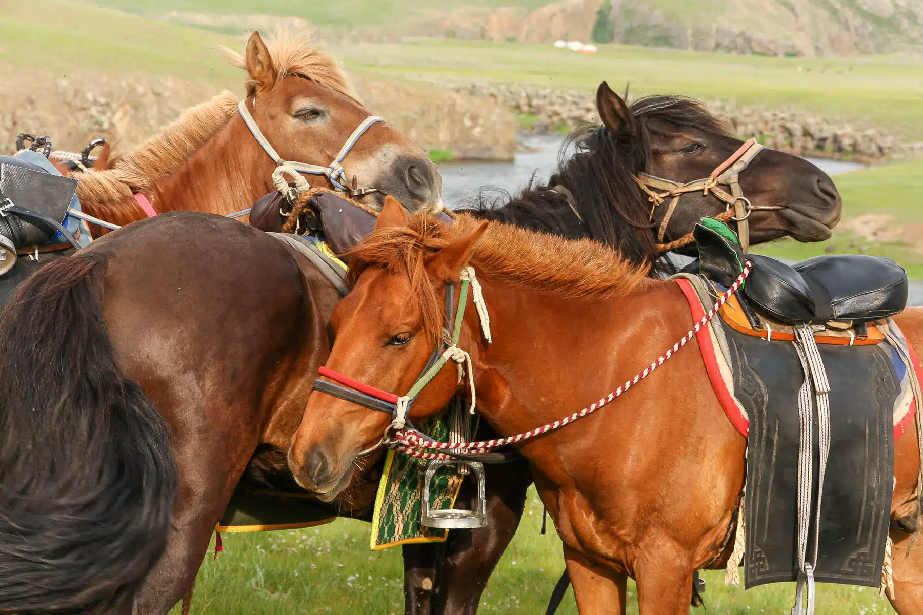 Les raisons d’un voyage inoubliable en Mongolie