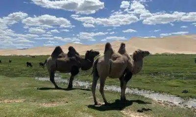 Les raisons d’un voyage inoubliable en Mongolie