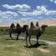 Les raisons d’un voyage inoubliable en Mongolie