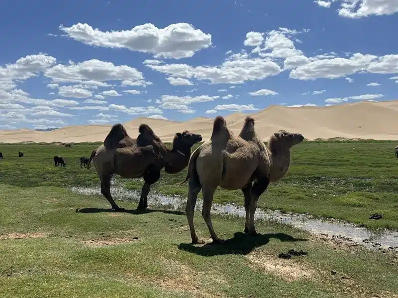 Les raisons d’un voyage inoubliable en Mongolie